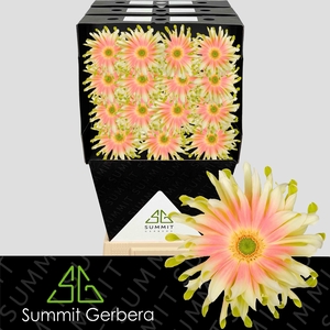 Gerbera Pasta Nabi Diamond