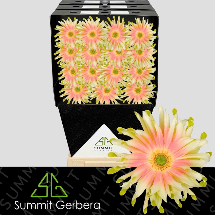 <h4>Gerbera Pasta Nabi Diamond</h4>