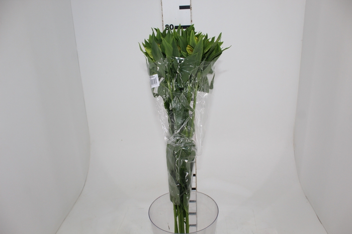 <h4>ALSTROEMERIA FLORIDA 080 CM</h4>