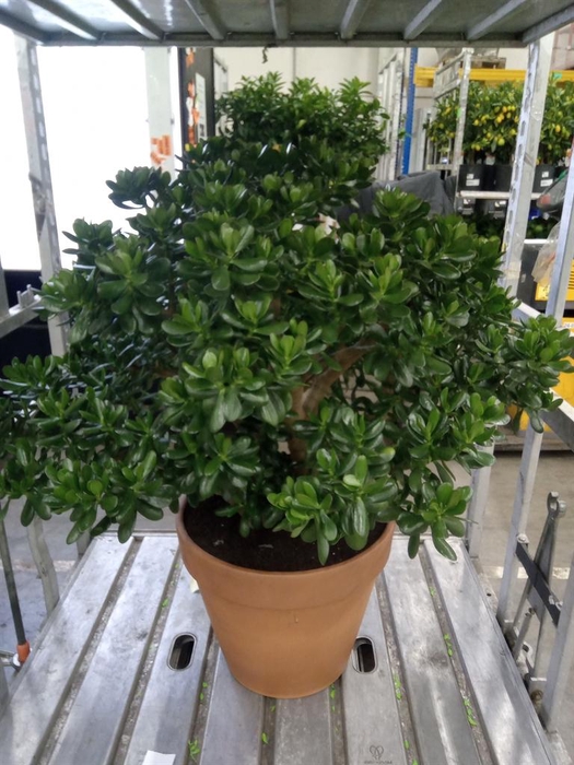 <h4>Crassula ovata</h4>