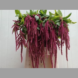 Amar Ca Red Cord