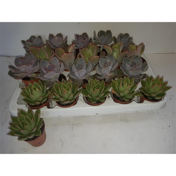 <h4>echeveria mix</h4>