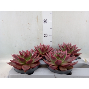 Echeveria   ...