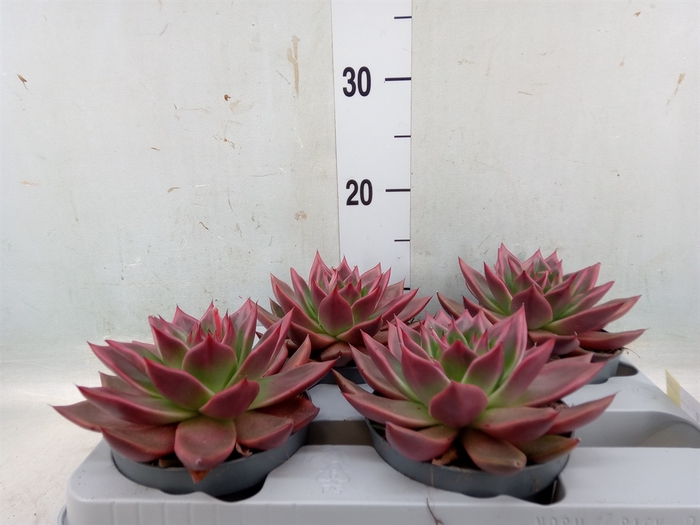 <h4>Echeveria   ...</h4>