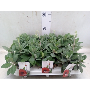 Senecio   ...