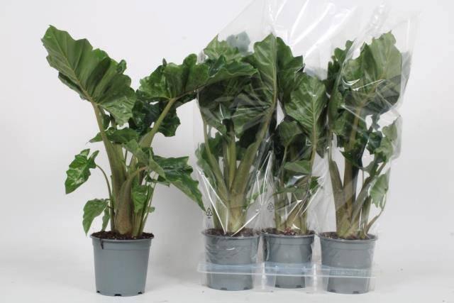 <h4>ALOC LOW RIDER</h4>