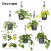 Epipremnum/Philodendron Gemengd