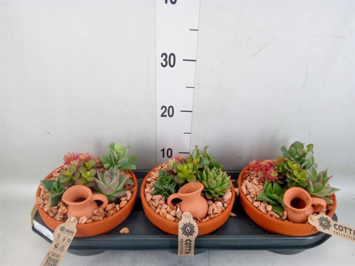 <h4>Arr. Succulents L%</h4>