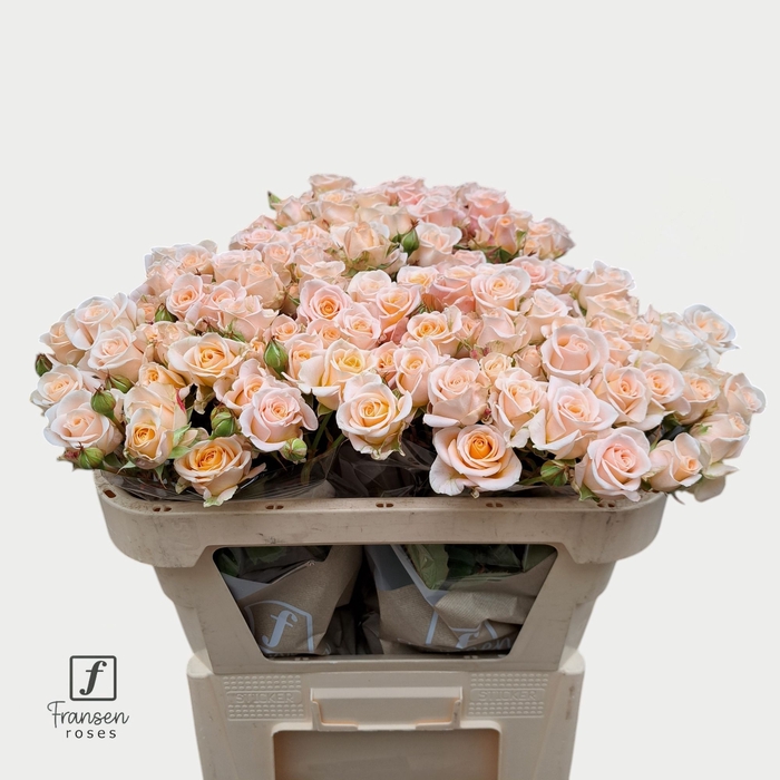 <h4>Rozen R Tr Morning Star</h4>