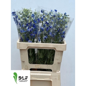 DELPH EN VOLKERFRIED