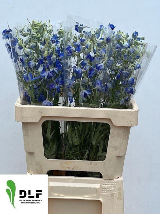 <h4>DELPH EN VOLKERFRIED</h4>