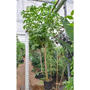 Schefflera Amate multistam 500