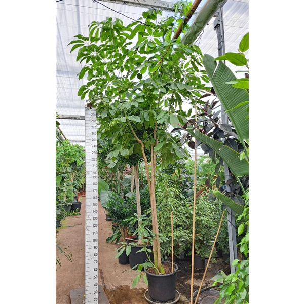 <h4>Schefflera Amate multistam 500</h4>