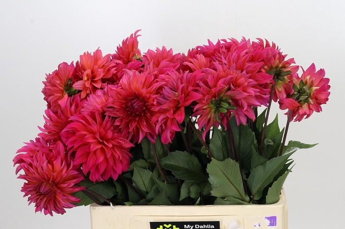 <h4>Dahlia Pink Punk</h4>