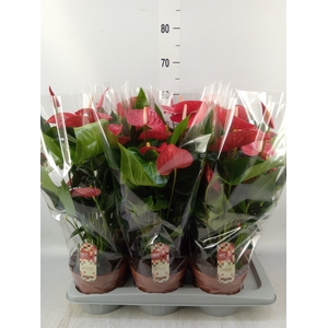 Anthurium andr. 'Felicita'