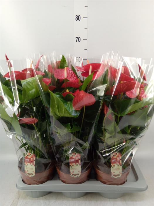 <h4>Anthurium andr. 'Felicita'</h4>