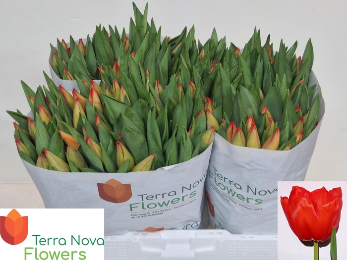 <h4>TU EN LALIBELA</h4>