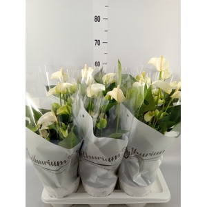 Anthurium andr. 'White Champion'