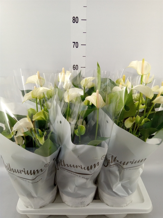 <h4>Anthurium andr. 'White Champion'</h4>