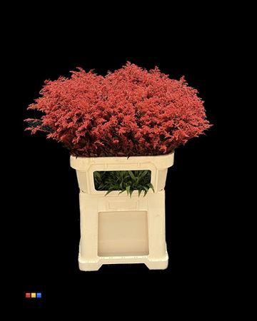 <h4>Solidago Red 80cm</h4>