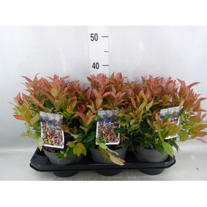 Leucothoe axillaris 'Zeblid'