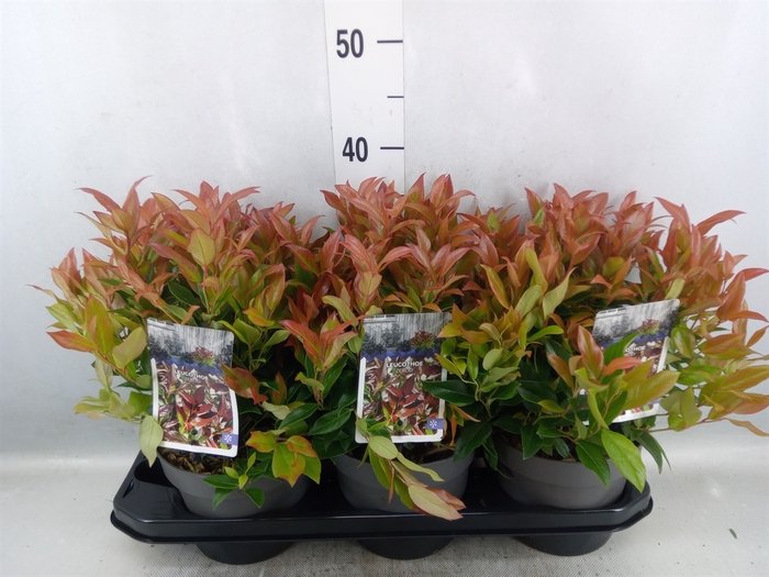 <h4>Leucothoe axillaris 'Zeblid'</h4>