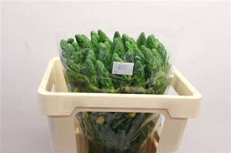 <h4>Ornit Volcan Sol</h4>