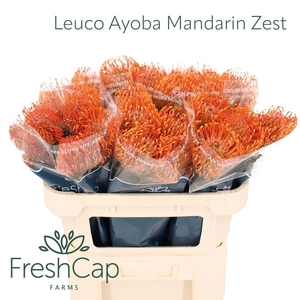 LEUCO AYOBA MAN ZEST