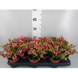 Gaultheria   ...red berry