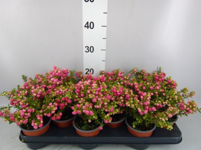 <h4>Gaultheria   ...red berry</h4>