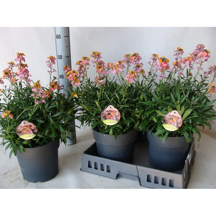 <h4>Erysimum  'Fragrant Sunshine'</h4>