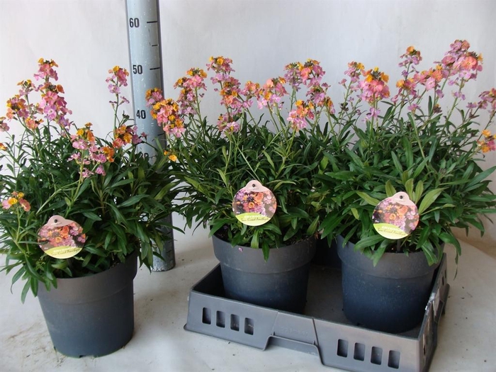 Erysimum  'Fragrant Sunshine'