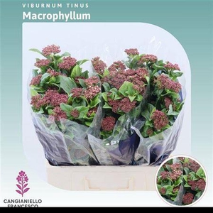Vibur T Macrophyllum
