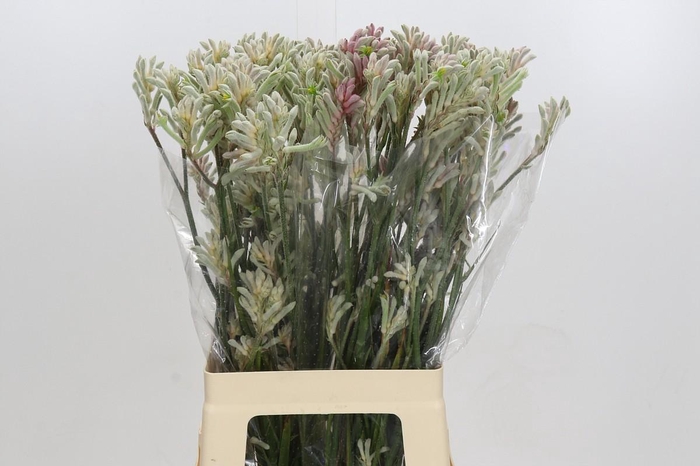 <h4>Anigozanthos Bush Diamond</h4>