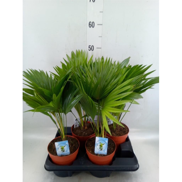 <h4>Livistona rotundifolia</h4>