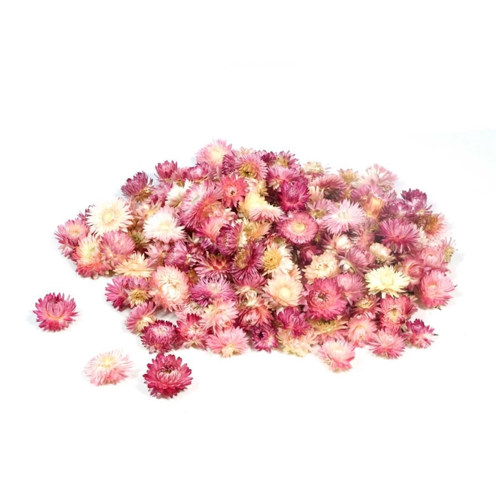 <h4>Helichrysum heads kg natural pink</h4>