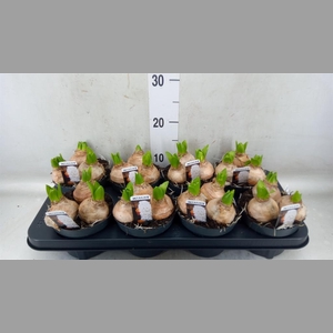 Hyacinthus orie. 'Pearl White'