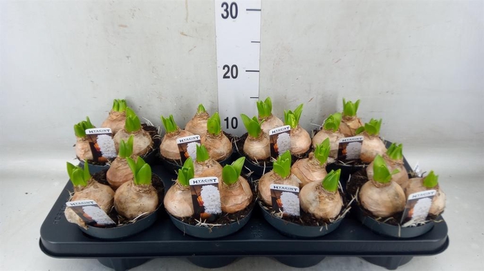 <h4>Hyacinthus orie. 'Pearl White'</h4>