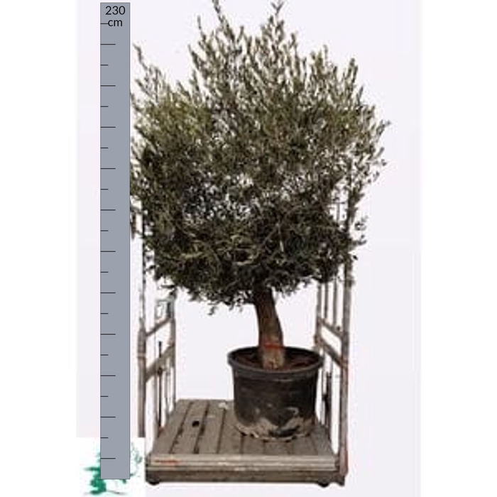 <h4>OLEA EUROPAEA</h4>