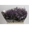 Limonium ov Safora Lilac