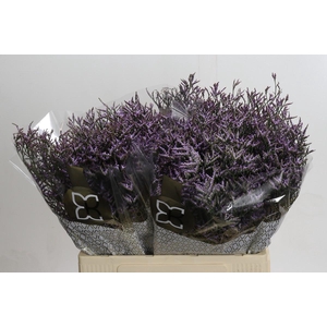 Limonium Safora Lilac
