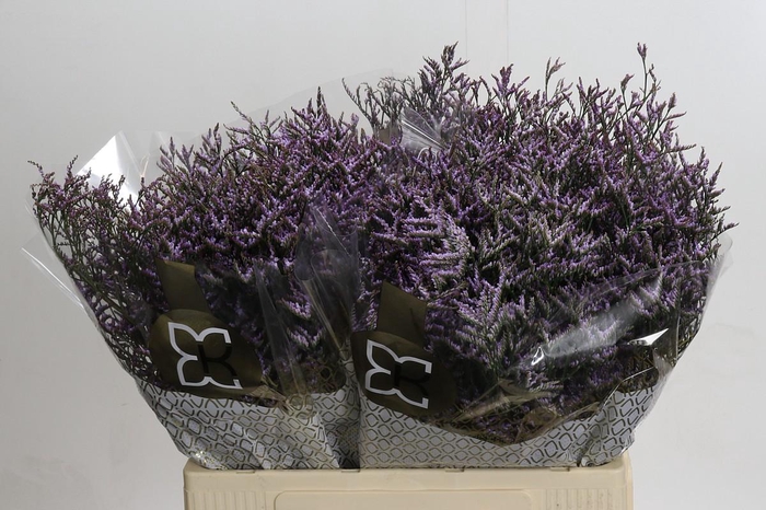 Limonium ov Safora Lilac