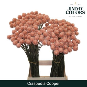 Craspedia L70 Metallic copper