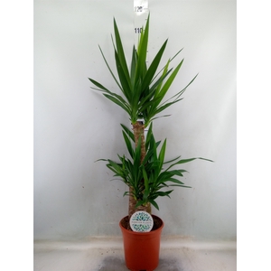 Yucca