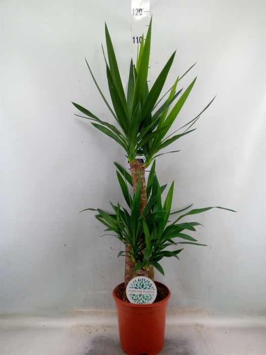 <h4>Yucca</h4>