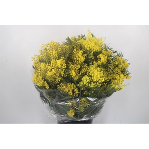 Acacia Mirandol Per Bunch 500 Gram