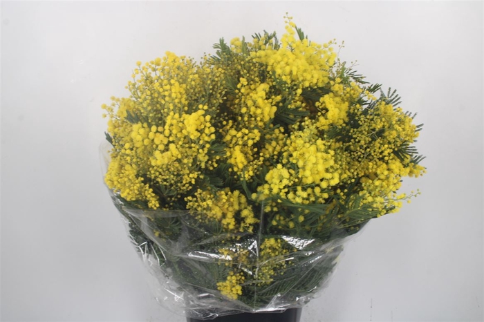 <h4>Acacia Mirandol Per Bunch 500 Gram</h4>