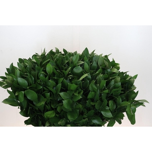 Ruscus Israel