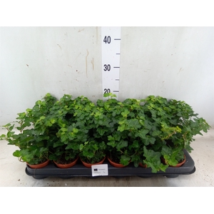 Hedera helix 'Wonder'