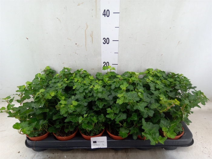 <h4>Hedera helix 'Wonder'</h4>